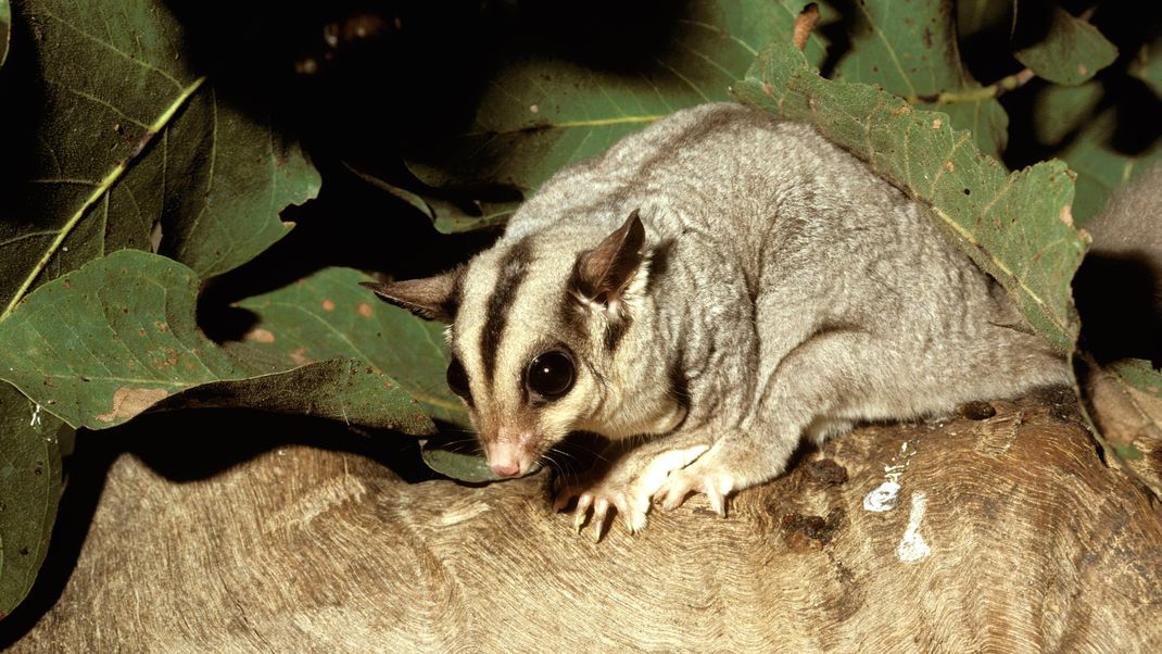 Ein Sugar Glider leckt süße Säfte aus einem Baum auf.