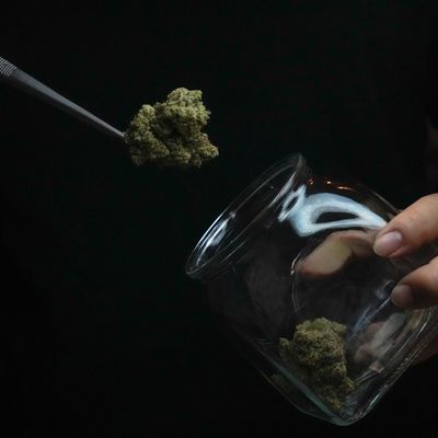 Thailand Cannabis
