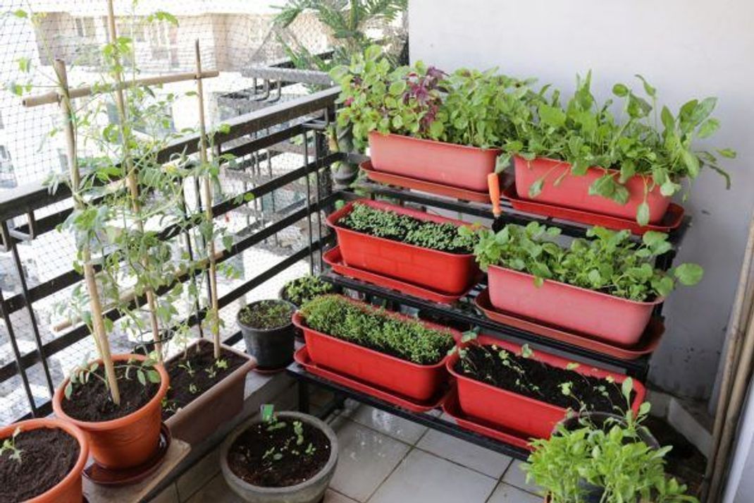 Pop-up-Erde ist eine praktischer Helferin für Urban Gardener.