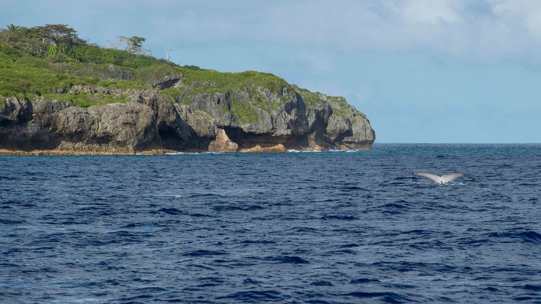 Für rund 140 Euro können Patenschaften am Ozean des Südpazifik-Inselstaates Niue erworben werden.
