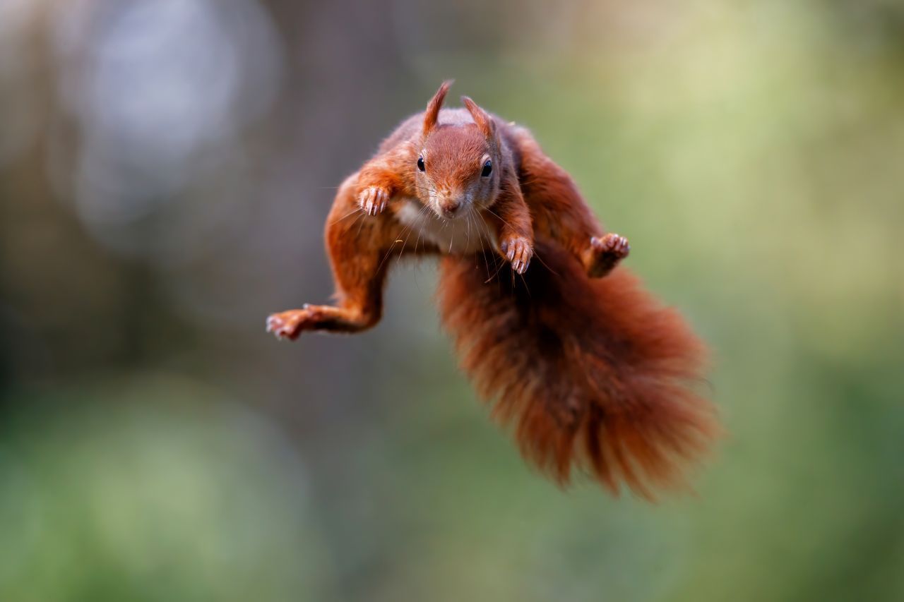 Eichhörnchen: Deshalb stürzen die Parkour-Athleten niemals ab | Galileo