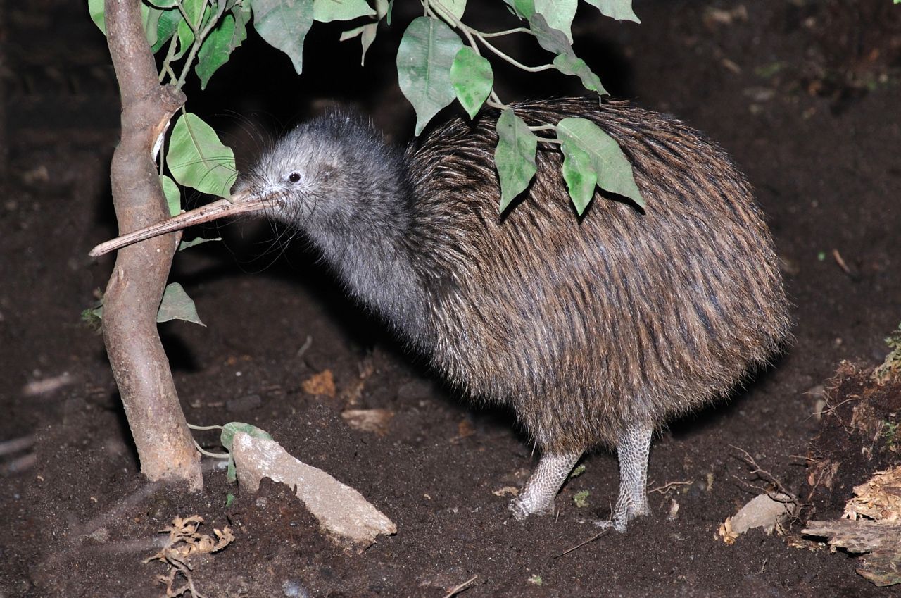 Kein Verwandter der Kiwi, aber immerhin ihr Namensgeber: der neuseeländische Kiwi. Ein schräger Vogel. Er kann nicht fliegen und schlüpft aus einem Ei das so groß ist, dass es ein Viertel des Körpergewichts der Vogel-Mutter einnimmt! Weil es vor dem Schlüpfen noch den nahrhaften Eidotter frisst, müssen Kiwi-Eltern ihr Küken nicht füttern.
