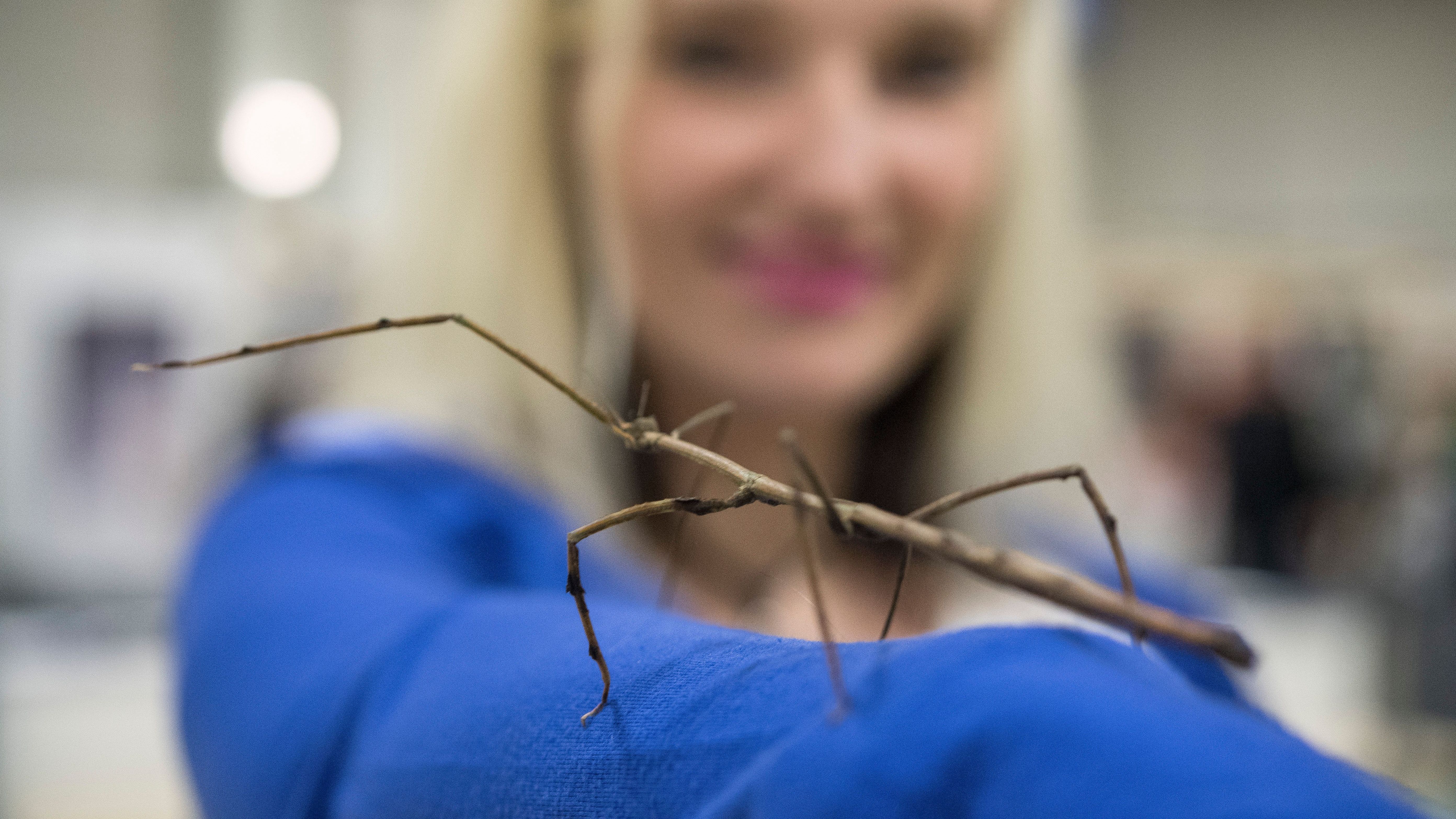 Insekten bleiben dagegen klein: Ihr Außenpanzer aus Chitin begrenzt ihre Größe. Die längsten Gliederfüßler wie die Stabschrecken werden gerade mal einen halben Meter lang.