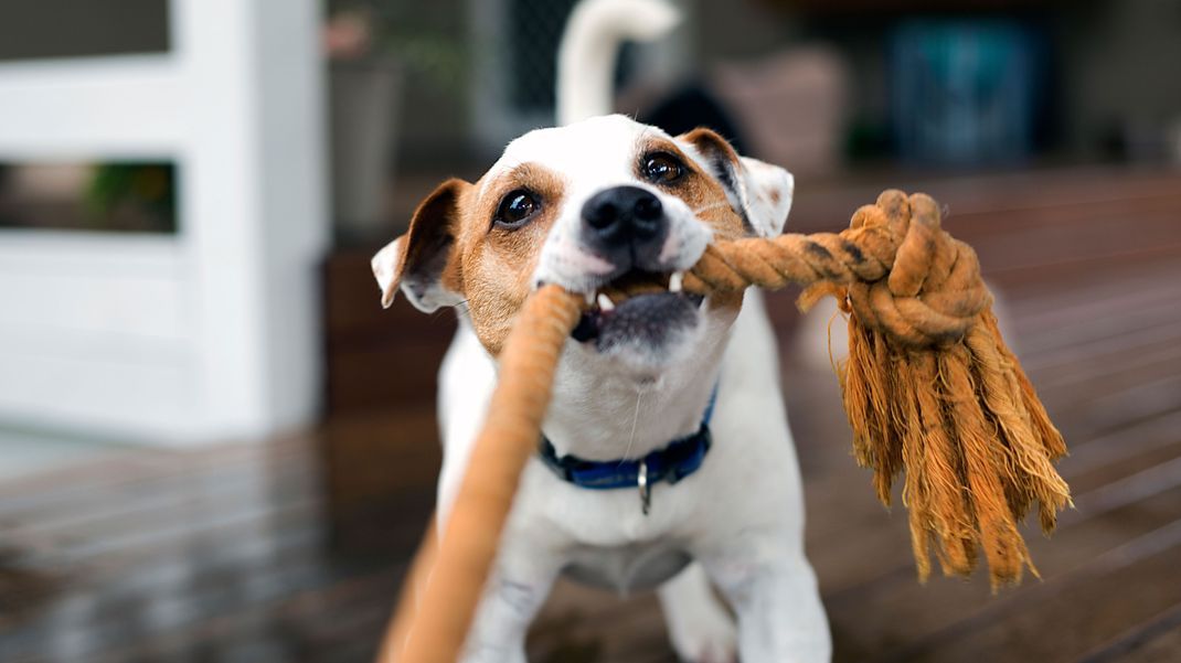 Tauziehen macht nicht nur Mensch und Hund Spaß, sondern stärkt auch die persönliche Bindung.