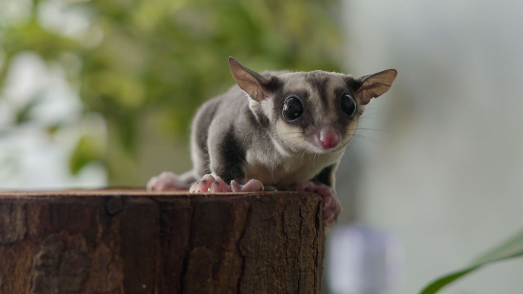 Ein Sugar Glider oder Kurzkopfgleitbeutler