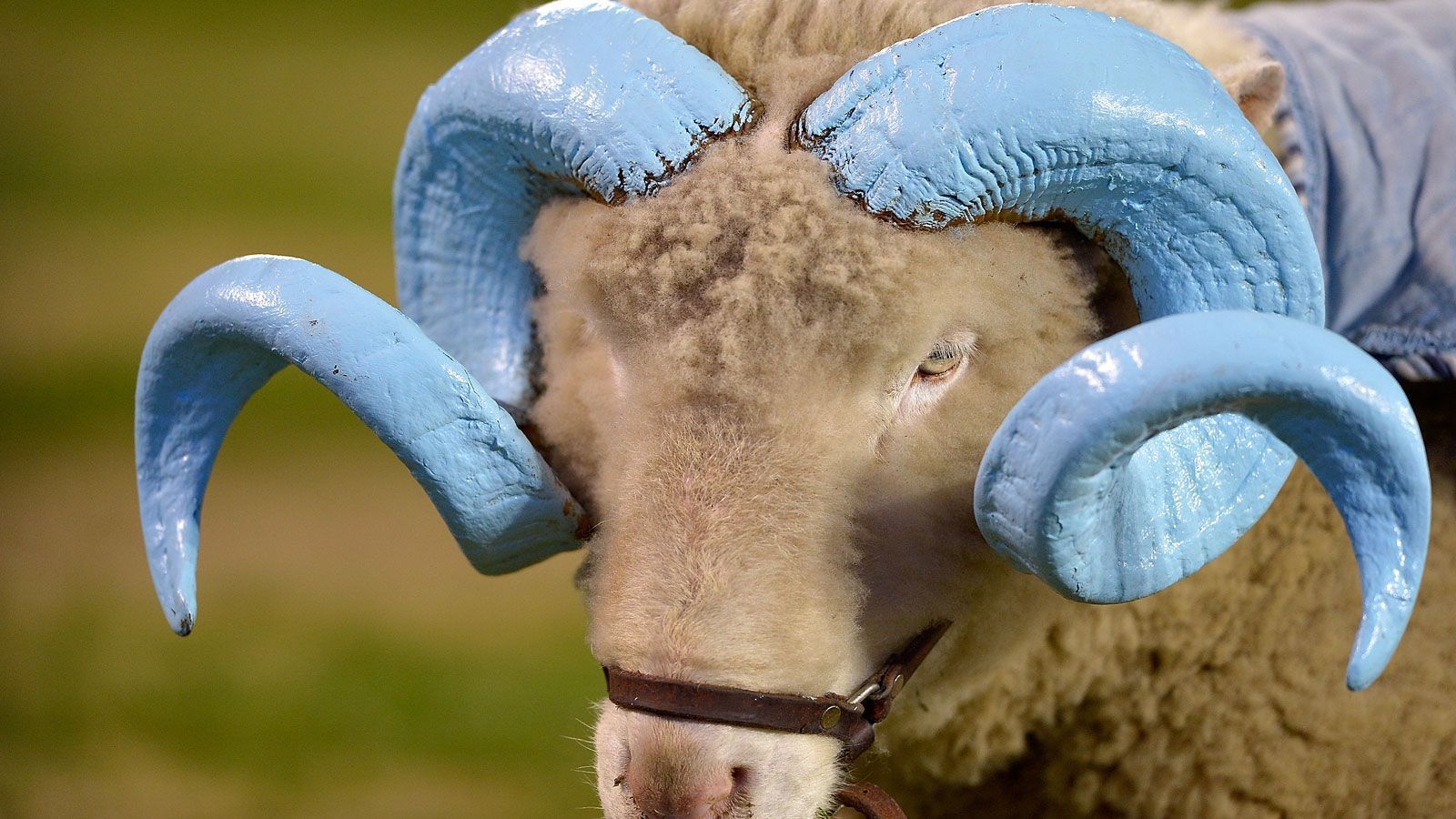 
                <strong>Rameses (North Carolina Tar Heels)</strong><br>
                Bei Rameses handelt es sich um ein sogenanntes Dorset-Fleischschaf, das an der University of North Carolina at Chapel Hill zu Hause ist. Auffällig sind die im Carolina-blau - der offiziellen Farbe des Colleges - bemalten Hörner. Seit 1924 hält sich die Tradition mit dem lebenden Maskottchen. Die Wahl auf das Tier fiel wegen des Spitznamens "Rammbock", den sich der damalige Fullback Jack Merritt wegen seiner Spielweise sowie eines von ihm initiierten Aufnahmerituals für männliche Studenten verdiente. Mittlerweile gibt es mehr als 20 Nachfolger von Rameses.
              