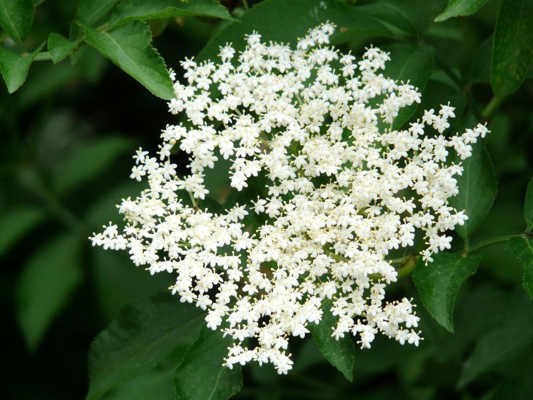 Auch die Holunderblüten lassen sich verwerten. Ein Sirup aus den Blüten ist ein Hauptbestandteil des In-Getränks Hugo.