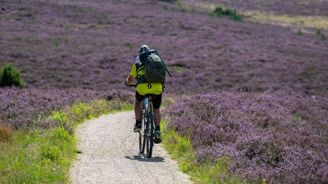 Ein Besucher fährt bei sommerlichem Wetter mit seinem Fahrrad durch den Naturschutzpark Lüneburger Heide.