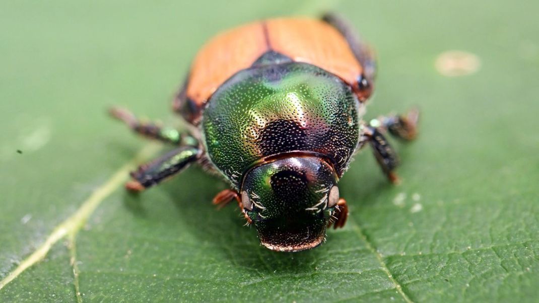Ein Japankäfer auf einem Blatt – die gefräßigen Insekten bedrohen Hunderte Pflanzenarten in Deutschland.