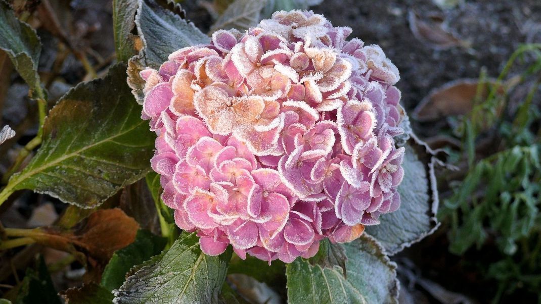 Auch im Winter ist der Strauch ein echter Hingucker im Garten – vor allem, wenn sich glitzernder Frost auf die Blüten legt.