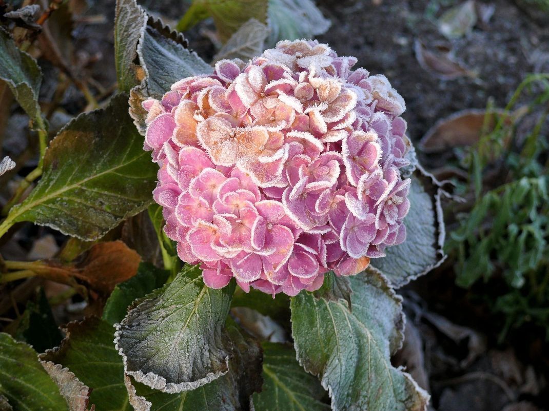 Auch im Winter ist der Strauch ein echter Hingucker im Garten – vor allem, wenn sich glitzernder Frost auf die Blüten legt.