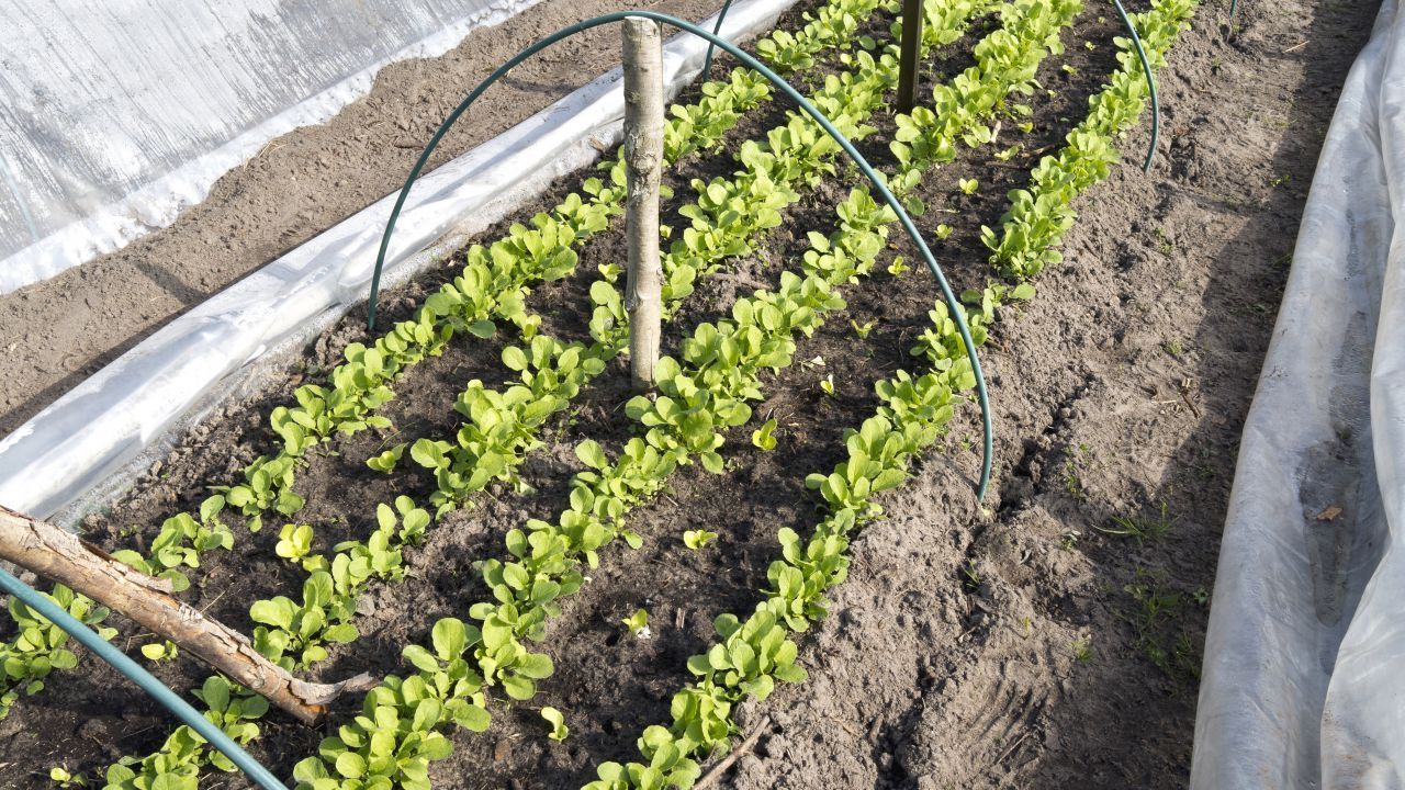 Wenn du das Beet mit einer Folie abdeckst, erhöht sich die Luftfeuchtigkeit. Die Samen keimen schneller, und du kannst früher ernten. Regelmäßig lüften! Die Ränder der Folie mit Erde, Brettern oder Steinen beschweren. Deluxe-Version: ein Folien-Tunnel. Dafür spannst du die Abdeckung über biegsame Federstahl-Stangen (zu Bögen formen!) und befestigst sie mit Schnüren und Bodenhaken.