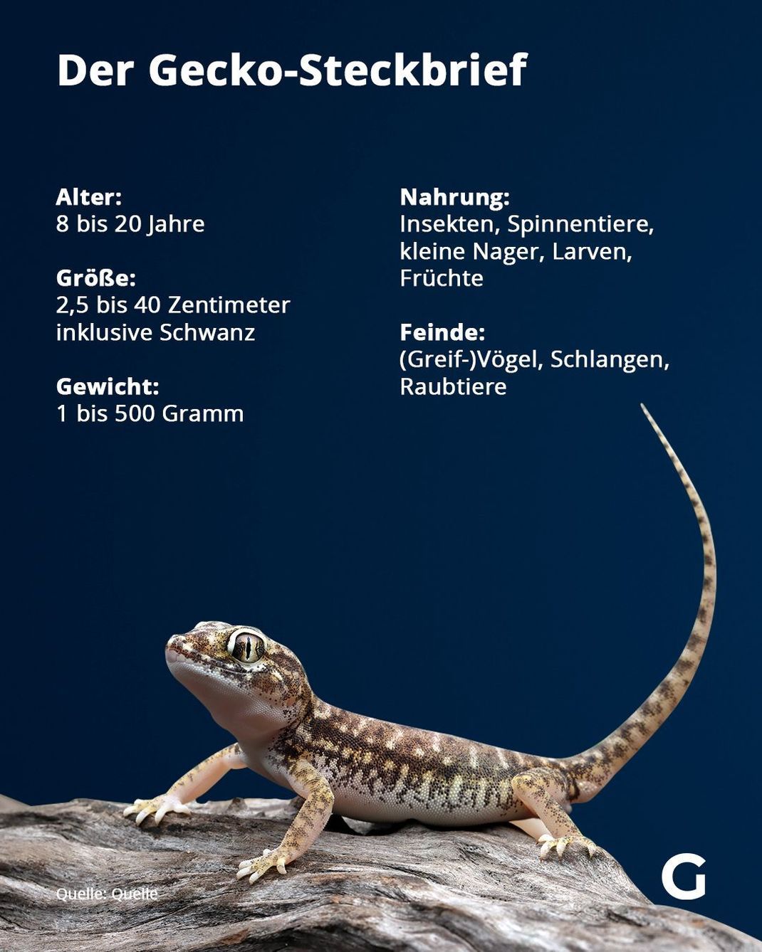 Wissenswertes auf einen Blick zum Gecko findest du im Steckbrief.