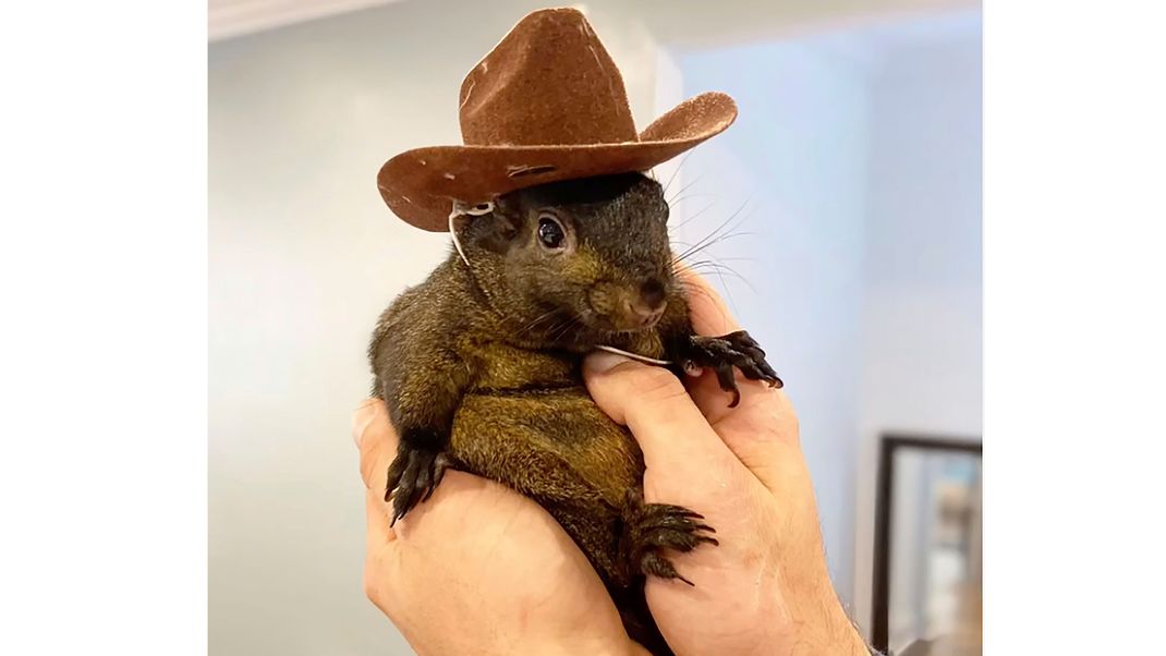 Das Eichhörnchen Peanut ist bekannt aus dem Internet.