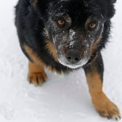 Hündin war bei Frost tagelang allein im Wald festgebunden