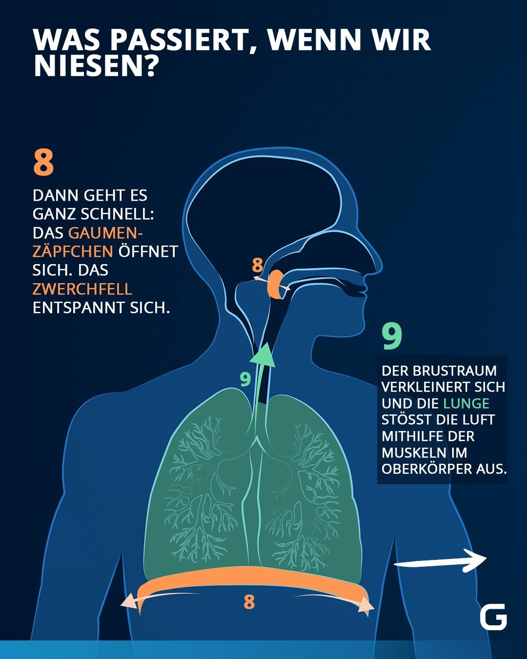 Was passiert, wenn wir niesen?