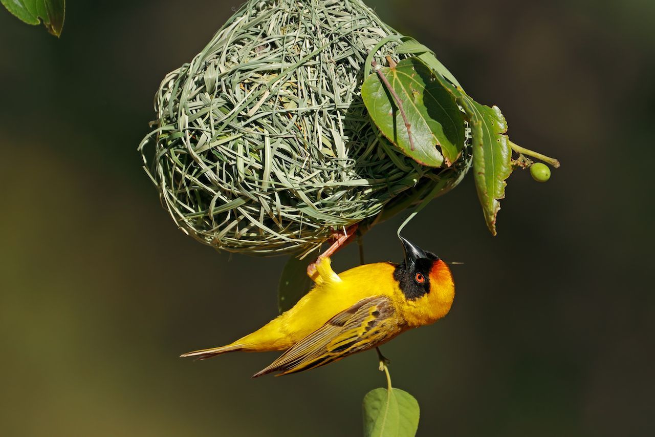 Die Webervögel-Männchen buhlen mit architektonischen Meisterwerken um die weibliche Gunst. Da sie äußerst wählerisch ist, bietet er gleich mehrere Nester an. 