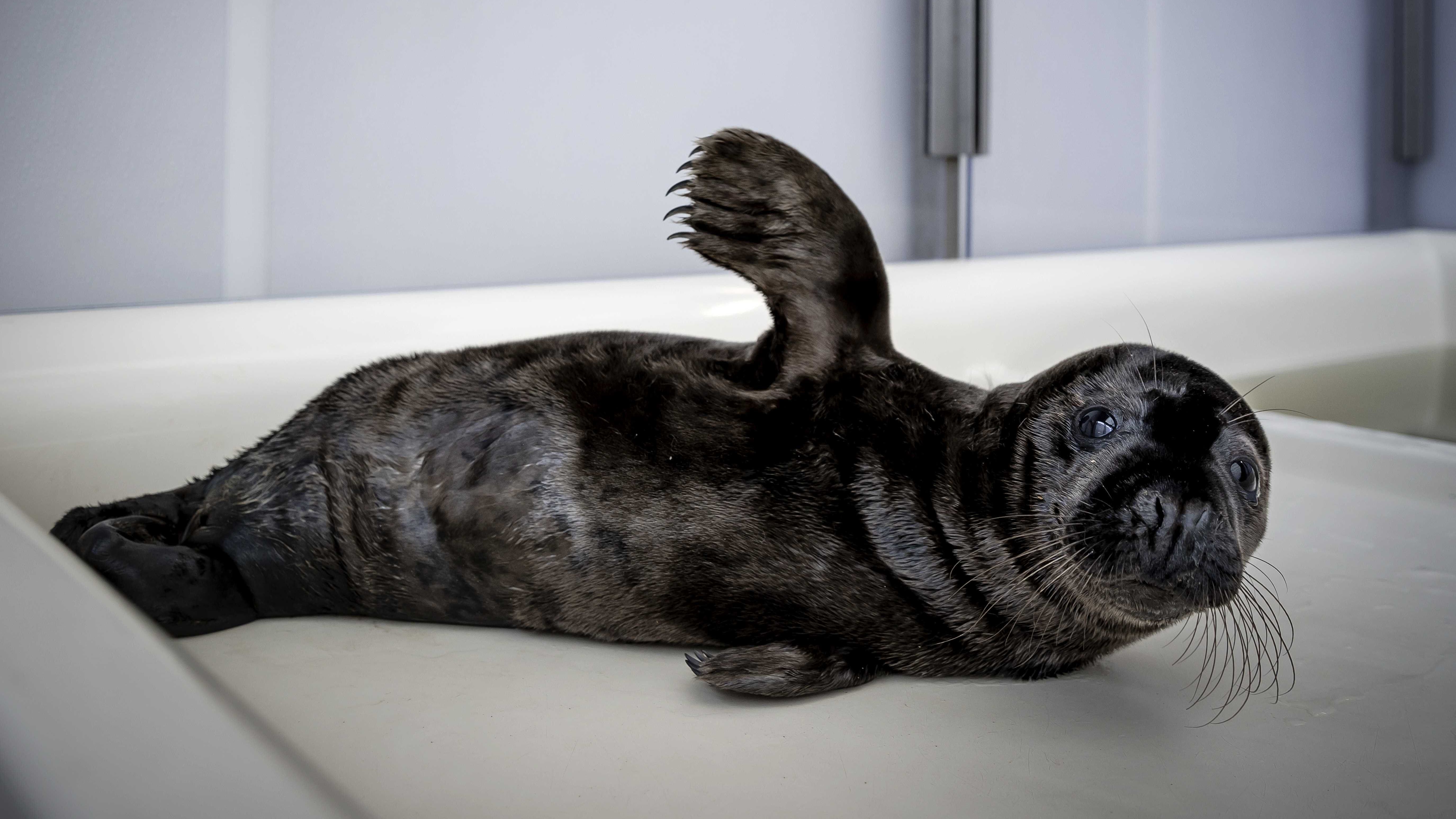 Hallo du außergewöhnlicher Robben-Welpe! Diese schwarze Robbe wurde in einem Schutzgebiet in den Niederlanden angespült.