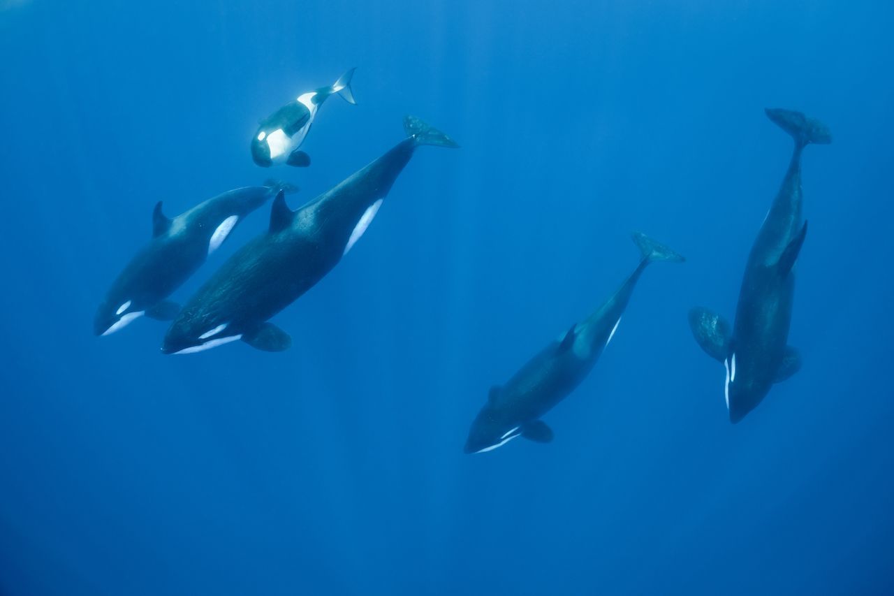 Orcas leben in Gruppen mit bis zu 70 Tieren, jede Gemeinschaft hat ihren eigenen Dialekt. Die Männchen bleiben bei Mama, selbst wenn sie schon eigenen Nachwuchs haben.