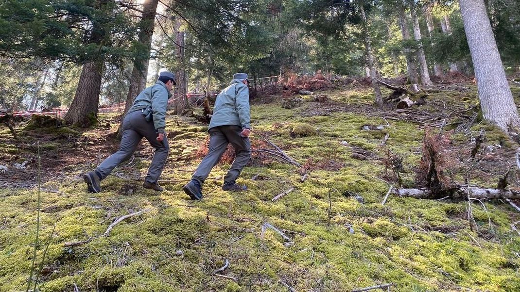 Polizeibeamte in dem abgesperrten Waldstück, in dem der Jogger von der Bärin attackiert und getötet wurde&nbsp;