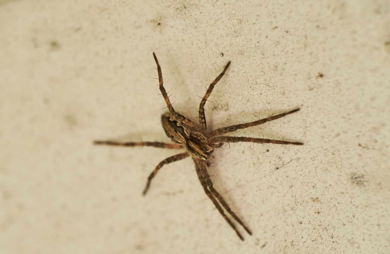 Mit Beinen misst die Nosferatu-Spinne bis zu sieben Zentimeter und ist damit ganz schön groß.