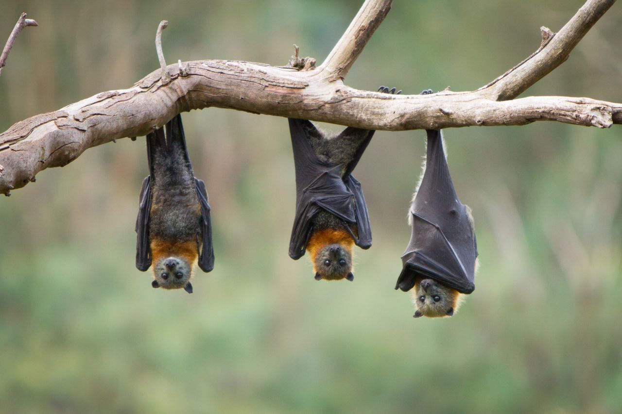 Fledermäuse hängen kopfüber am Baum: Auf diese Weise können sie sich bei Gefahr einfach fallen lassen und flüchten.