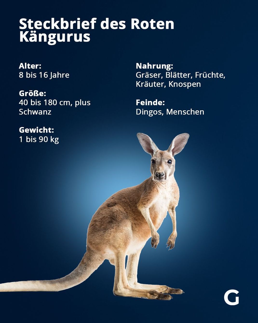 Fakten zum Roten Känguru