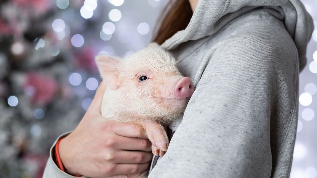 Achtet beim Kauf von veganen Kosmetikprodukten auf die Inhaltsstoffe und Qualitätssiegel!