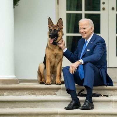 Joe Biden, Präsident der USA, sitzt mit seinem Hund Commander auf den Stufen vor dem Weißen Haus.