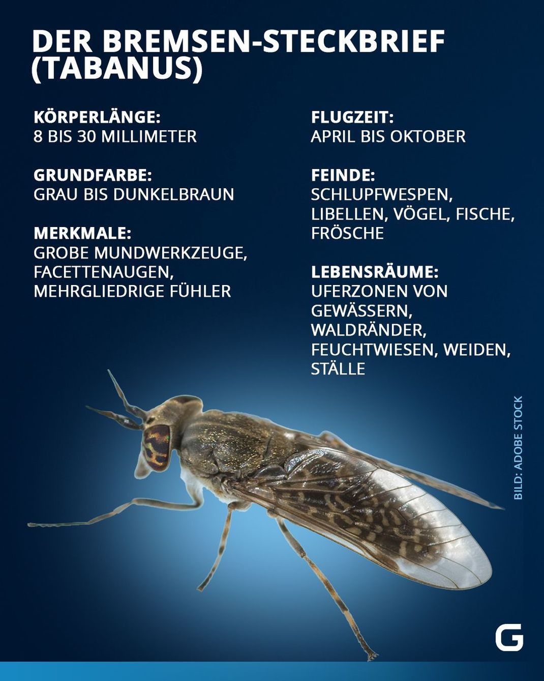 Bremse Foto & Bild  tiere, wildlife, insekten Bilder auf