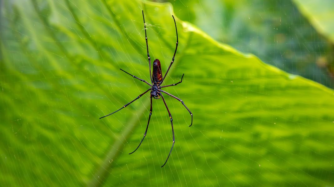 Ein Weibchen der Nephila pilipes (Art der Seidenspinnen) in ihrem Netz.