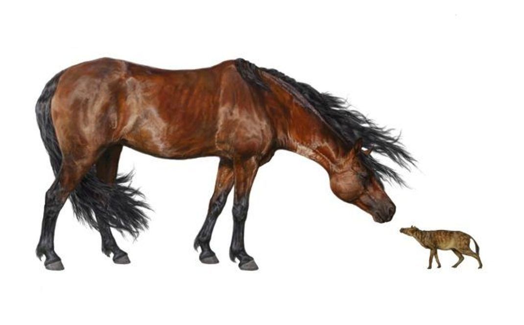 Hallo, du bist aber mini! Ein modernes Pferd trifft in dieser Illustration ein kleines Ur-Pferd.