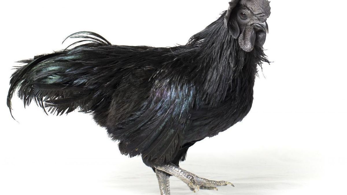 Schwarzes Huhn Gettyimages 1275764986