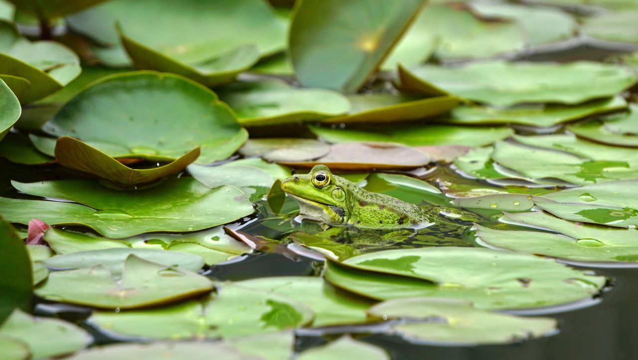 Wenn sich See- und Wasserfrösche paaren, entsteht ein Hybrid - der Teichfrosch. Er ist häufig grün oder braun gefärbt und trägt Flecken. Er wird bis zwölf Zentimeter groß. 