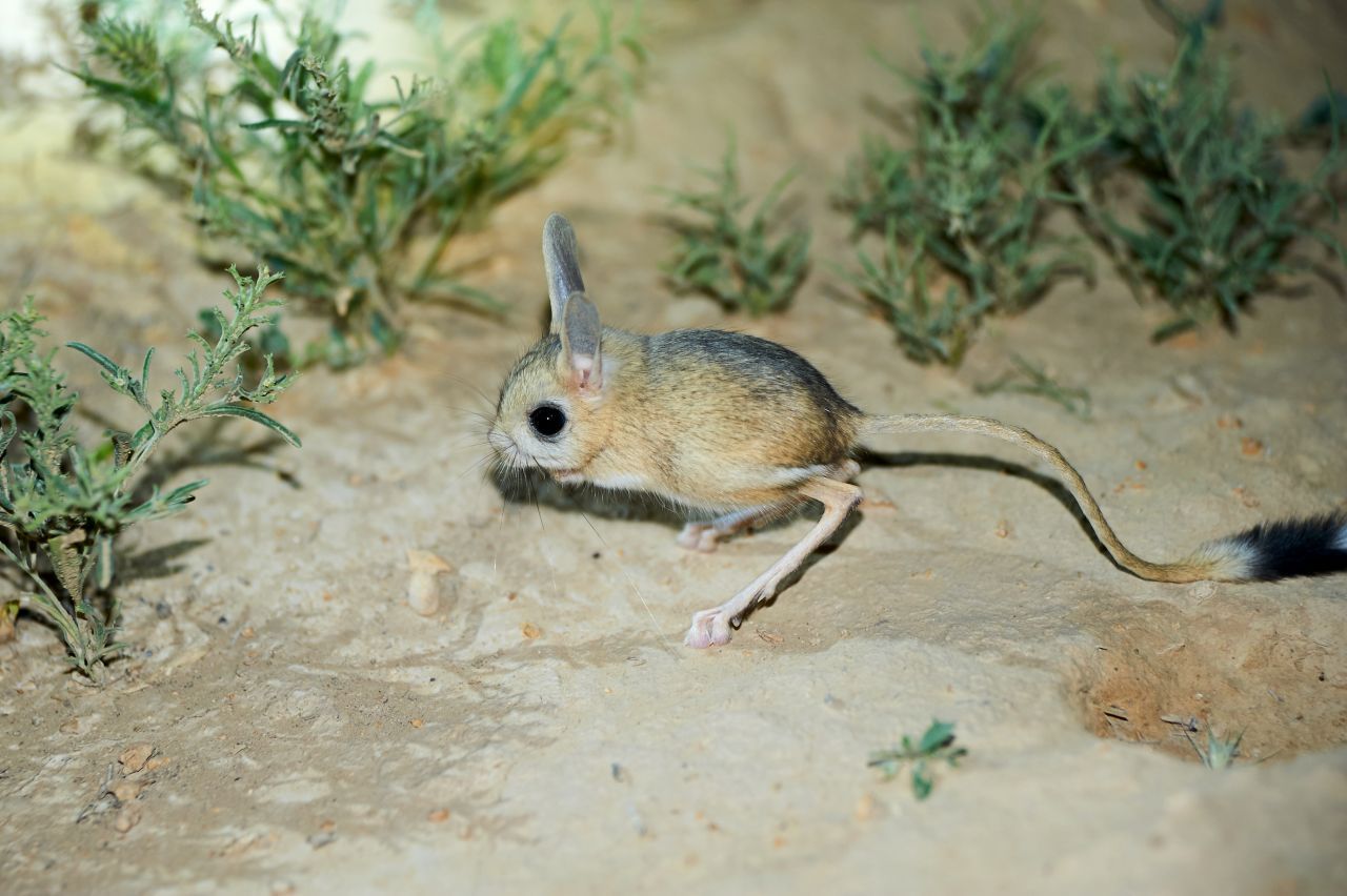 Nagetiere wie die Springmaus stehen ganz oben auf der Liste gefährdeter Arten.