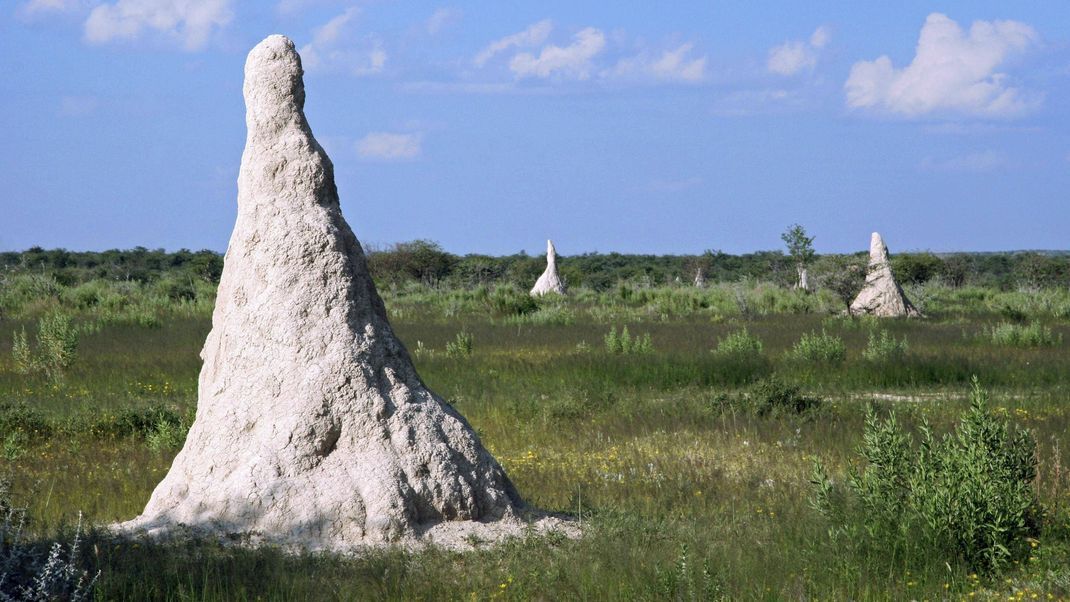 Termitenhügel können mehrere Meter hoch sein.