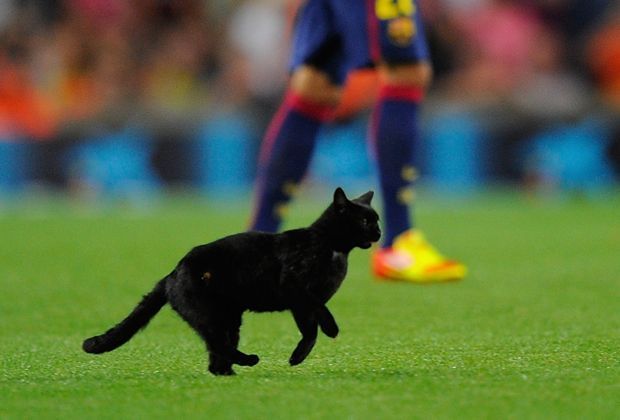 
                <strong>Die Katze vom Camp Nou</strong><br>
                Zum anderen sorgt ein "Flitzer" für Aufregung. In der zweiten Minute stürmt eine schwarze Katze das Spielfeld und sorgt für eine Unterbrechung.
              