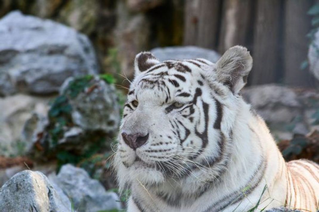 Ein Gen-Defekt sorgt bei weißen Tigern für die ungewöhnliche Fellfärbung. Weiße Farbpigmente überdecken die genetisch eigentlich festgelegte Fellfarbe, nur die dunklen Streifen bleiben sichtbar.