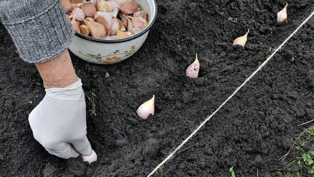 Knoblauch anpflanzen: So machst du es richtig.&nbsp;