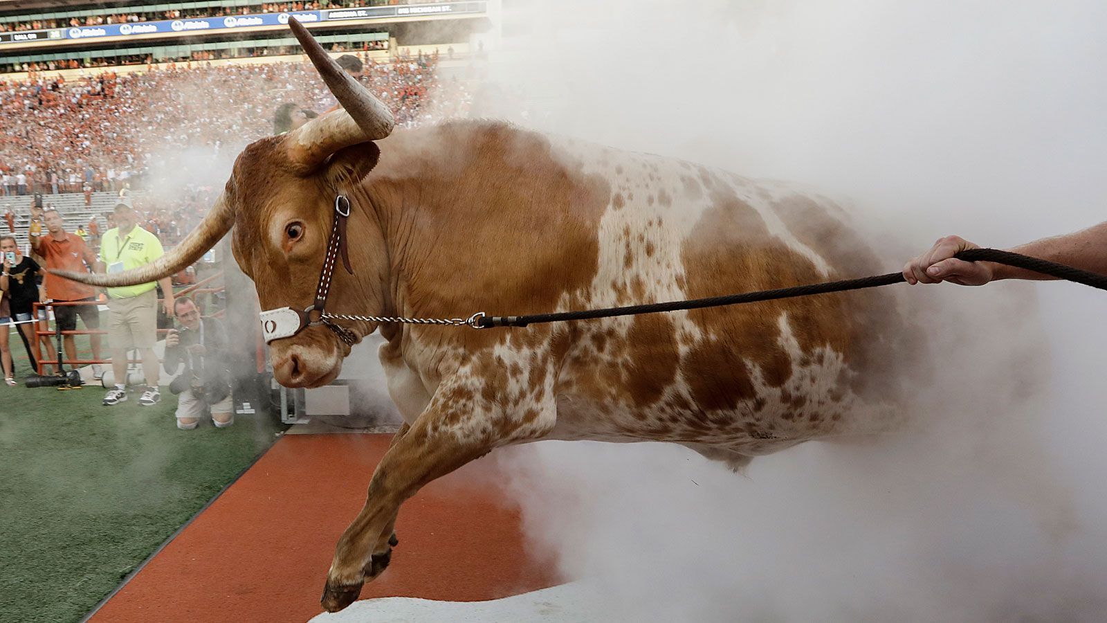 
                <strong>Bevo (Texas Longhorns)</strong><br>
                Die University of Texas at Austin vertraut einem furchterregenden Gesellen. Bevo ist ein Texas Longhorn - also ein Hausrind, dessen imposanter Kopfschmuck eine Spannweite von zwei Metern erreichen kann. Wehe dem, der ihm zu nahe kommt. Seine Feuertaufe erlebte das Maskottchen am Thanksgiving Day 1916. Zunächst wurde er Bo gerufen, doch schnell änderte sich der Name in Bevo - mutmaßlich ein Wortspiel vom englischen "beeve" - also Mastrinder.
              