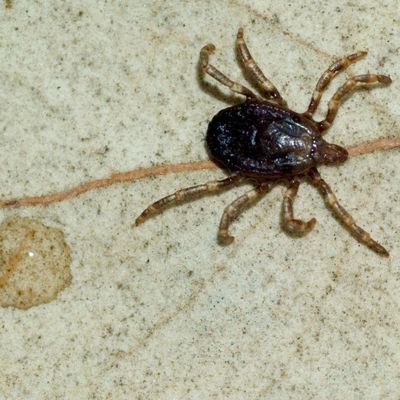 Zecca tick (Hyalomma marginatum) in bush on a leaf. Porto ferro, Baratz, Sassari, Sardegna. Italia