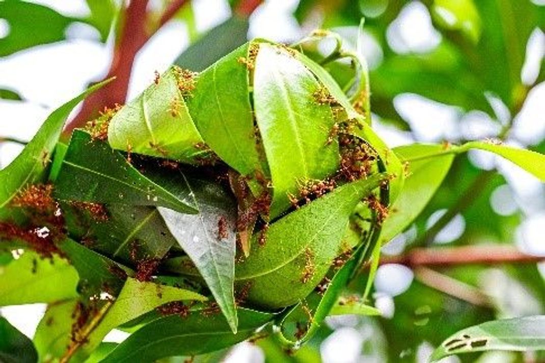 Die Weberameise errichtet ihre eigene Stadt aus Blättern.