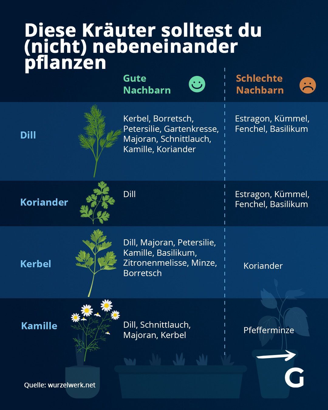 Diese Kräuter solltest du (nicht) nebeneinander pflanzen