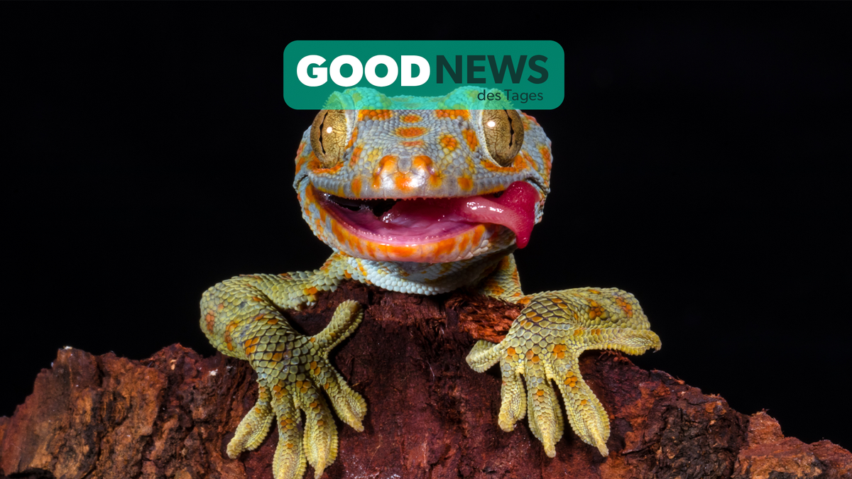 Good News: Gecko ist Zootier des Jahres