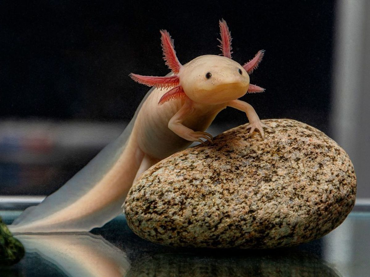 Axolotl: Steckbrief des süßen Schwanzlurchs