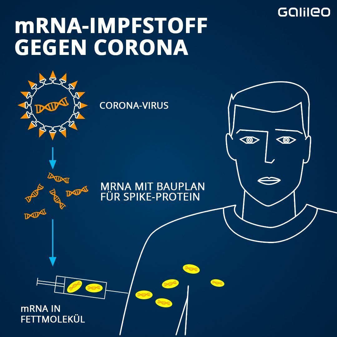 Auf der Oberfläche der Corona-Viren befinden sich kleine Proteine mit einer ganz spezifischen Form, die sogenannten Spike-Proteine. Die nutzt man bei der Herstellung von mRNA-Impfstoffen. Zuerst identifizieren Forschende die mRNA im Corona-Virus, die diese Spike-Proteine herstellt, und vervielfältigen sie dann im Labor. Im nächsten Schritt umhüllen sie die Kopien der mRNA mit Fett und impfen sie in den Oberarm-Muskel. Das Fet