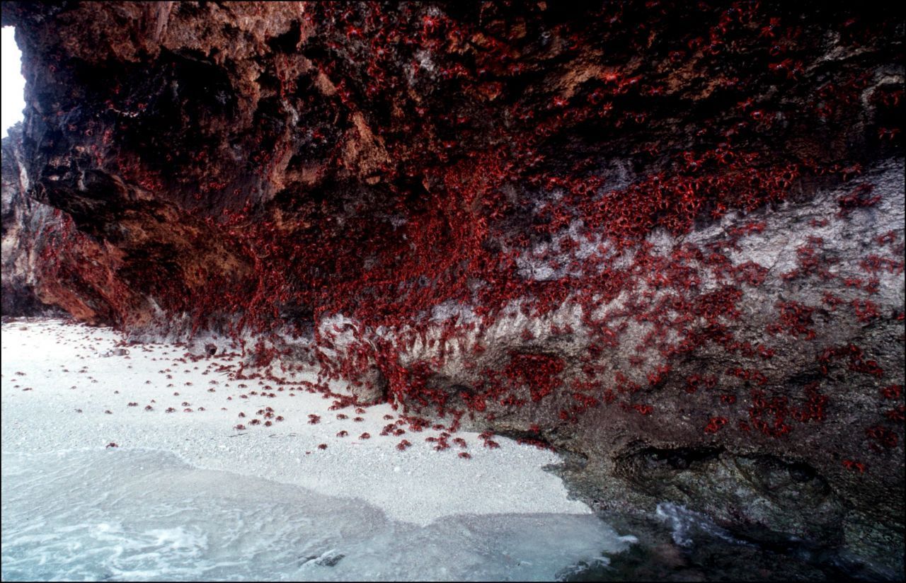 Weihnachtsinsel, Australien: Zu Beginn der Regenzeit setzt die rote Flut ein. Dann wandern Millionen von Krabben vom Regenwald zur Küste, um sich zu paaren. Ihre Eier legen die Weibchen später am Meeresufer ab und sorgen für diese Farbenpracht.