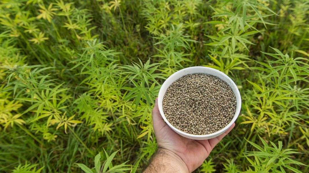 Wer zu Hause Cannabis für den Eigenbedarf anbauen möchte, darf bis zu drei Hanfpflanzen ziehen.