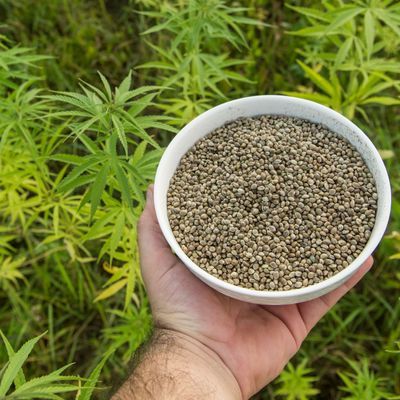 Wer zu Hause Cannabis für den Eigenbedarf anbauen möchte, darf bis zu drei Hanfpflanzen pflanzen.