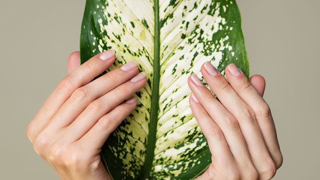 Damit die wertvollen Wirkstoffe der Pflegeprodukte in die Hornschicht deiner Nägel eindringen können, sollten diese bei der Nagelpflege unlackiert sein. 